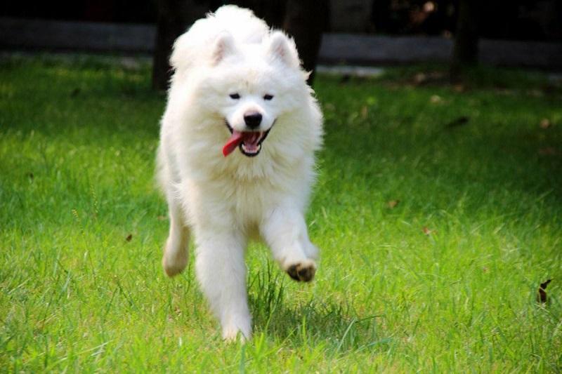 萨摩几个月来例假萨摩犬的生理周期，关于萨摩犬几个月来例假的探讨