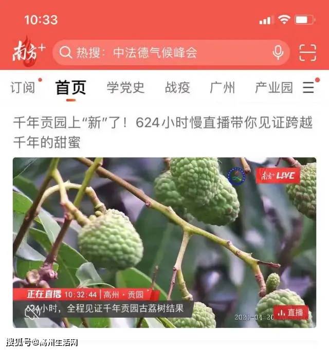 广东省种植荔枝多少亩广东省荔枝种植规模概览，多少亩荔枝园遍布翠绿？