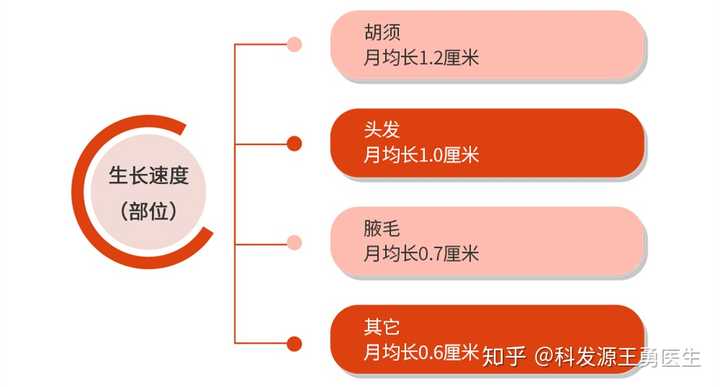 头发一般一个月长多长头发的生长速度，一个月能长多长？