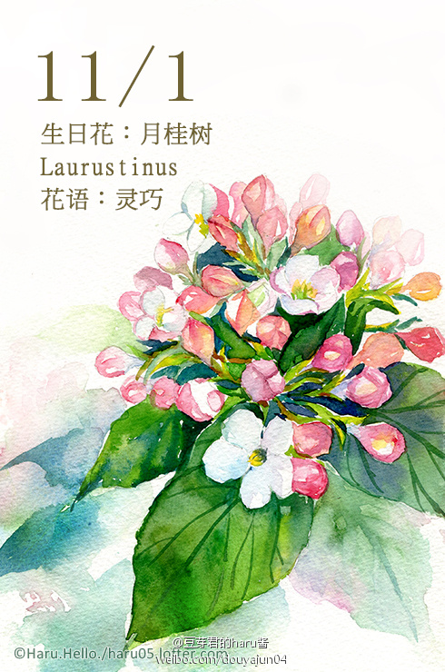 每个月的生辰花每个月的生辰花，花语与人生寓意