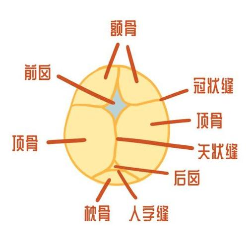 宝宝几个月头骨定型宝宝头骨定型的时间节点与成长发育解析