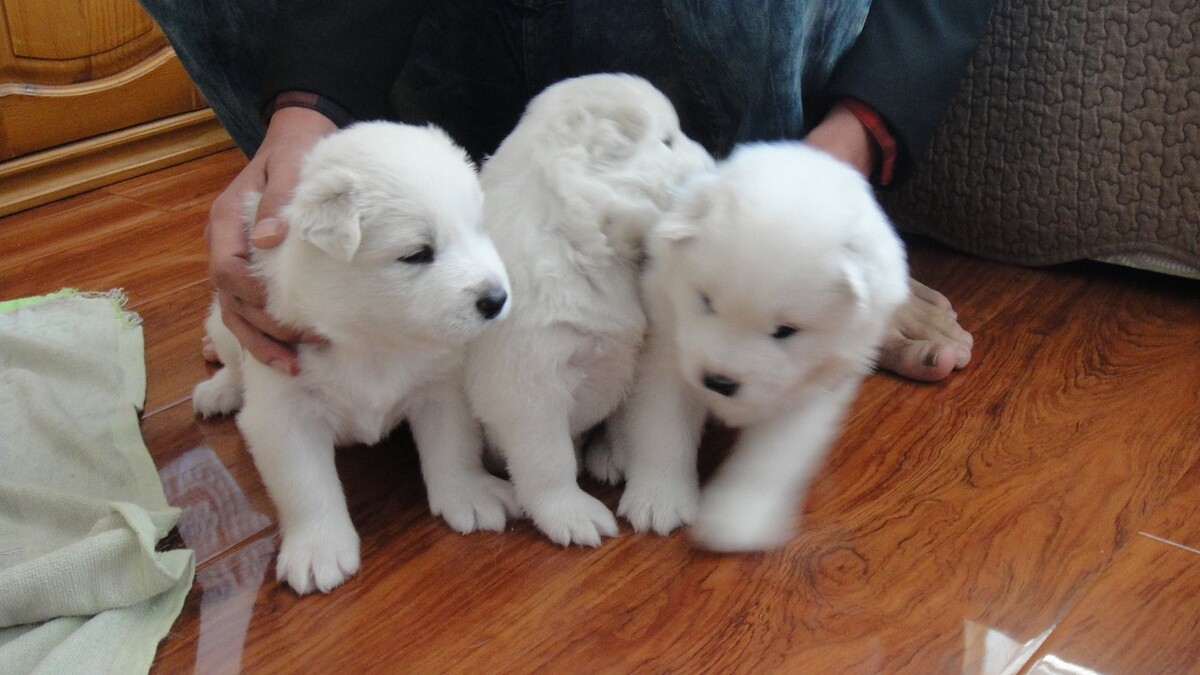 2个月萨摩耶幼犬图片两个月大萨摩耶幼犬的萌态与成长记录