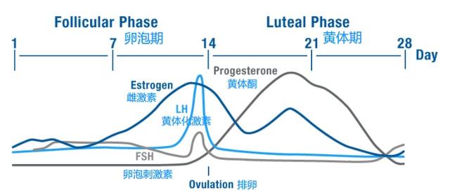 女人每个月有四个周期女人每个月的四个周期，探索生理与心理变化之旅